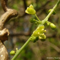 Tinospora cordifolia (Willd.) Hook.f. & Thomson